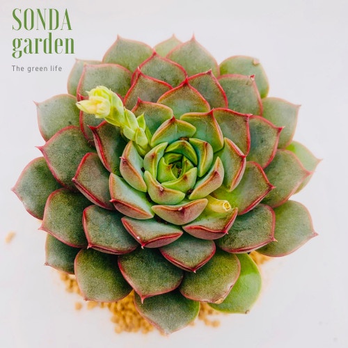 Sen đá hoa hồng đỏ SONDA GARDEN size bé 5-8cm, xuất xứ Đà Lạt, khoẻ đẹp, lỗi 1 đổi 1