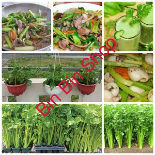 HẠT GIỐNG CẦN TÂY CHỊU NHIỆT (5gr)