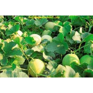 hạt giống dưa lê siêu ngọt gói 50 hạt