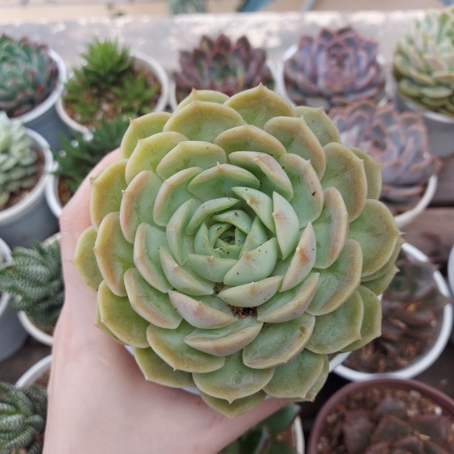 Sen đá ngọc bích cỡ to