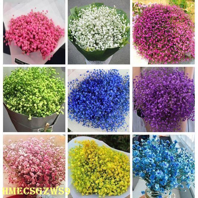 hạt giống baby Gypsophila nhiều mầu 100h