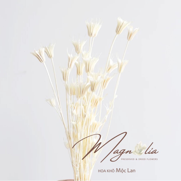 Hoa decor🍁FREESHIP🍁 Lá hoa khô Nigella trắng trang trí cắm hoa, làm đồ handmade