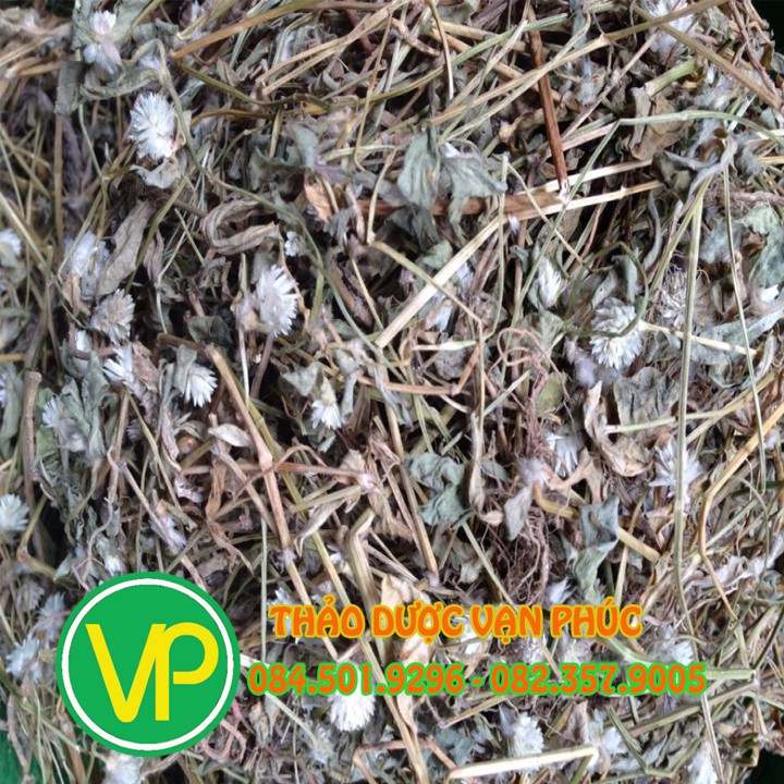 Cây nở ngày đất 1kg