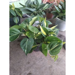 trầu bà Brazil