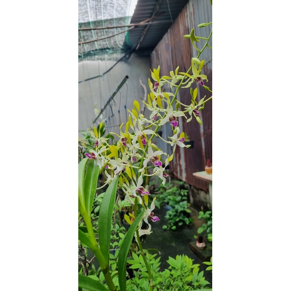 HOA LAN DENRO NẮNG UTHAI