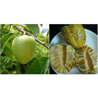 Hạt giống bình bát cây - bình bát vàng hct1 - 1 gói 10 hạt