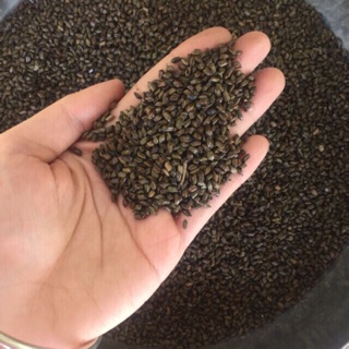 Combo 5 kg Hạt Muồng