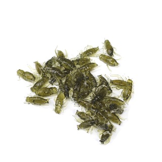 Mồi Câu Cá Hình Côn Trùng