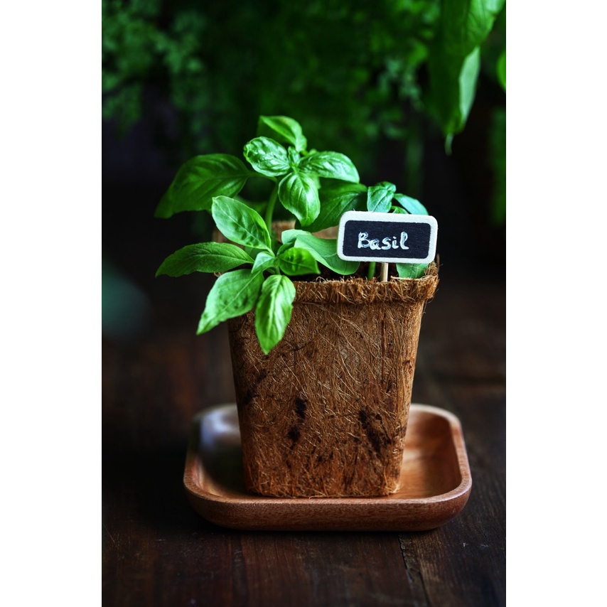 Kit trồng cây tiện lợi dễ dàng Bee-friendly Miele [Grow your own plant kit]