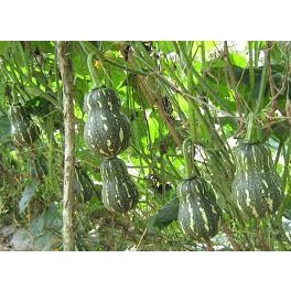 Hạt giống bí đỏ hạt đậu lai F1 - rau củ quả trồng chậu, sân vườn ban công tỉ lệ nảy mầm cao 1gr RADO 35