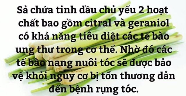 Thảo dược bồ kết túi lọc🍃[FREESHIP]chữa rụng tóc🔥nấm tóc🍃30 túi lọc nhỏ