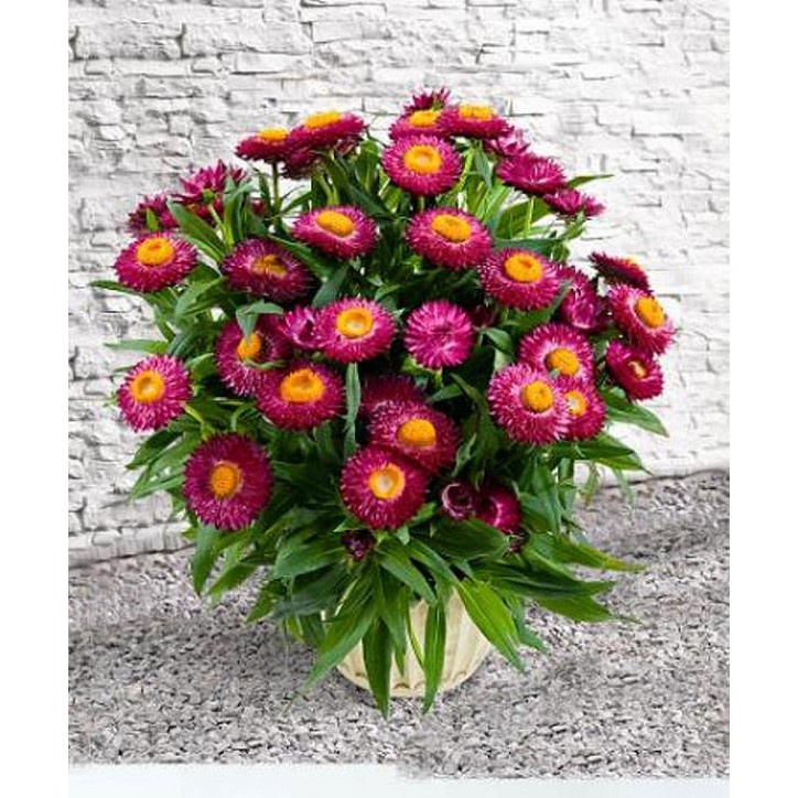 Hạt giống hoa cúc bất tử F1 Loại mix nhiều màu dễ trồng dễ chăm sóc hoa nở đẹp [ Gói 50gram,100gram,200gram]