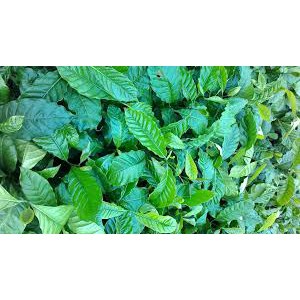 1KG HẠT GIỐNG CÀ PHÊ VỐI LAI TRS1