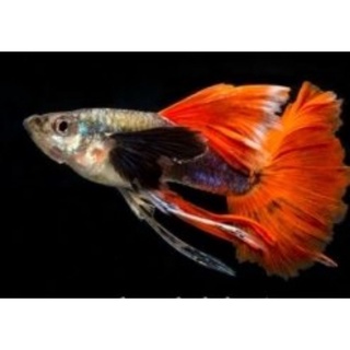 Cá 7 Màu Dumbo Red Big Tail Hm Ribon (59k/cặp)