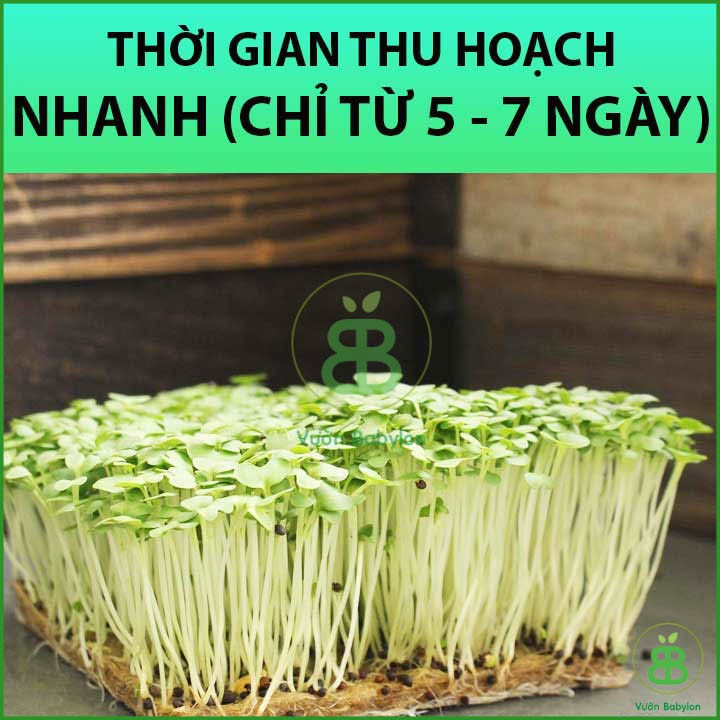 Hạt Giống Mầm Bông Cải Xanh 20Gr