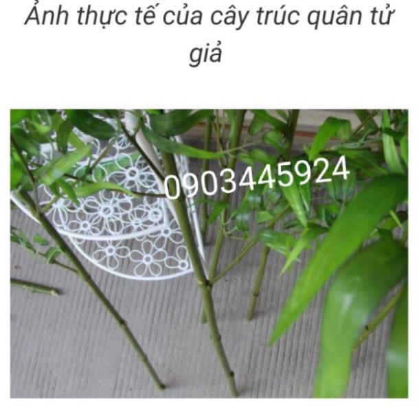 Cây giả - Trúc (tre) giả  cao cấp 1,5m - 2m nhiều lá xịn - lá xanh non