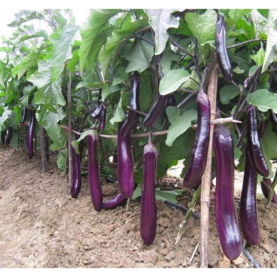 (GÍA SỈ) [Gói 1g] Hạt giống Cà tím cơm xanh (cà tím dài)