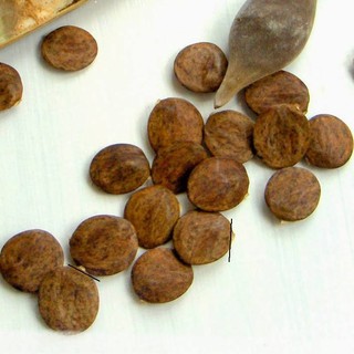 HẠT GIỐNG HOA TỬ ĐẰNG