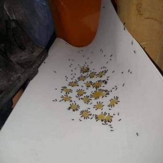 Thuốc diệt kiến gián tận gốc