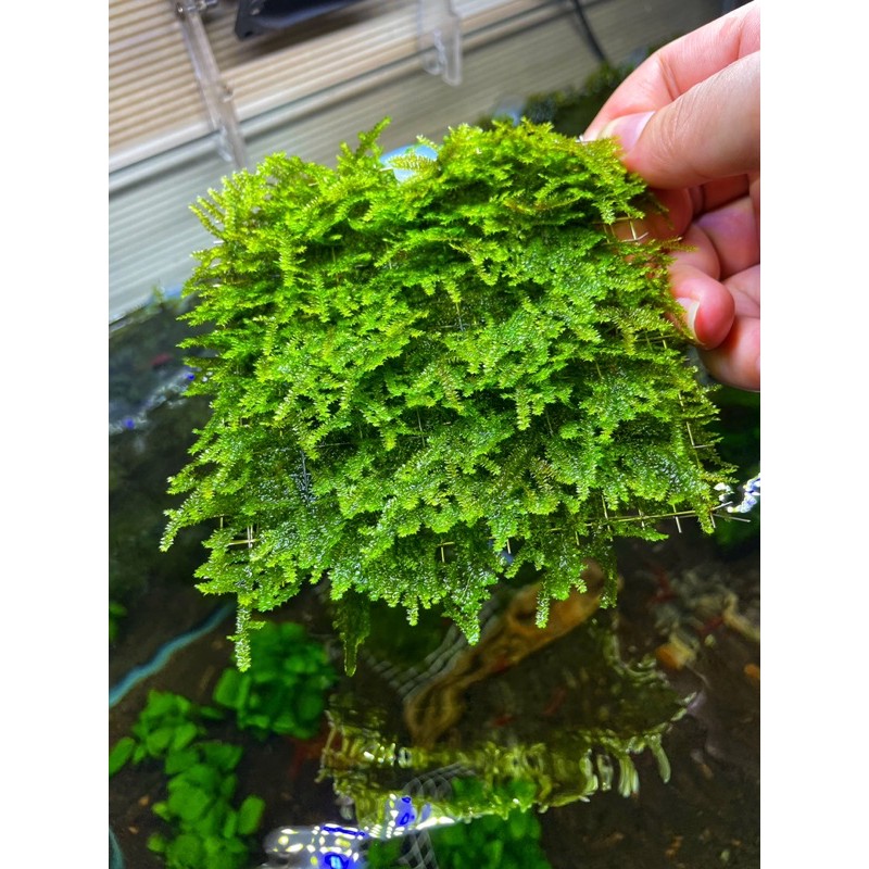 Rêu Mini Taiwan ( Hàng chuẩn 100% ) | Rêu thủy sinh dán lũa, bonsai
