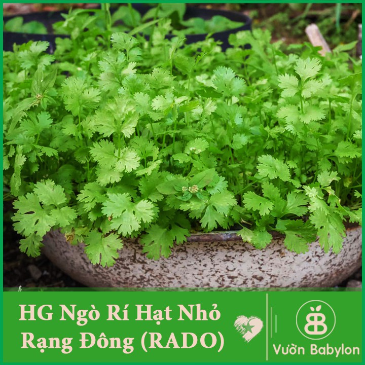 Hạt Giống Ngò Rí (Rau Mùi) Rạng Đông 20gr