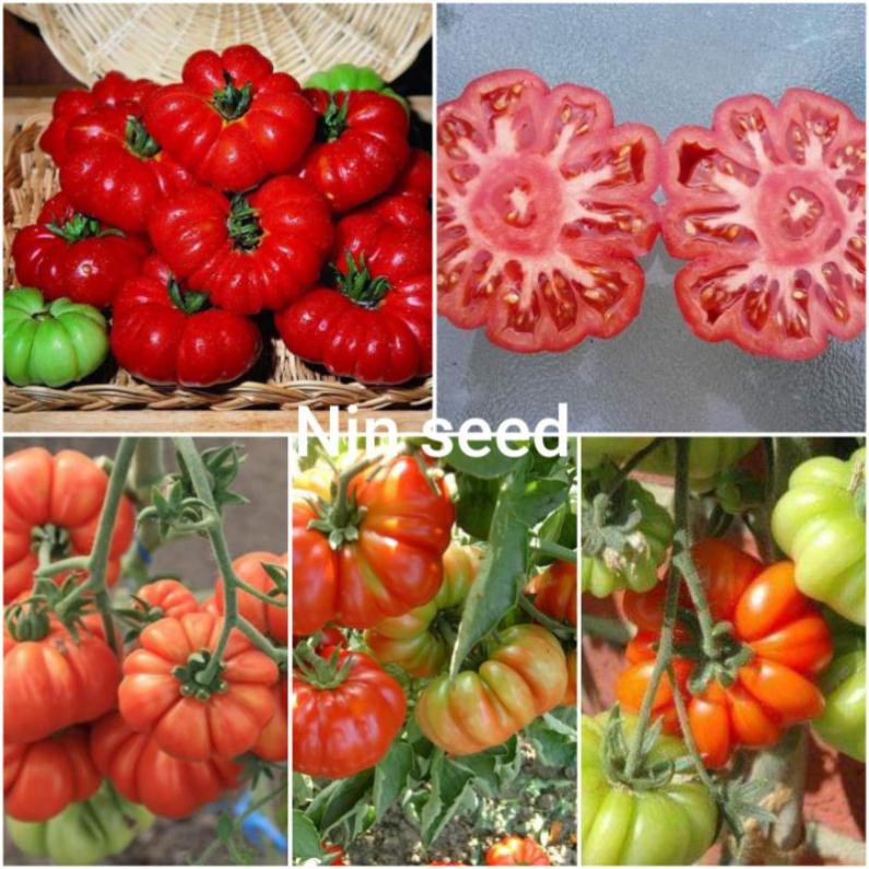 [Big Sale] Hạt giống các loại cà chua độc lạ năng xuất nhập khẩu