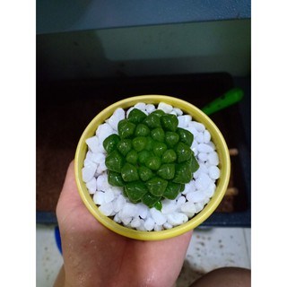 Cây cảnh mini để bàn:Cây Sen Ngọc