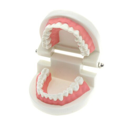 Mô hình hàm răng tập chải răng cho bé  Đồ chơi thực hành cuộc sống