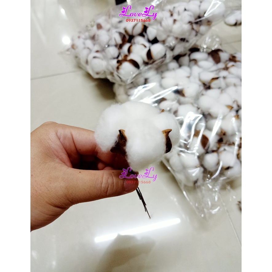 Hoa bông gòn khô hoa cotton 1 bông trang trí decor nhà siêu dễ thương