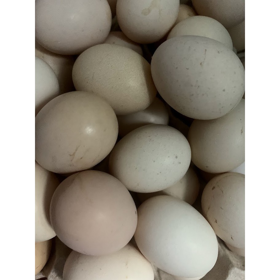 10 quả trứng gà ta