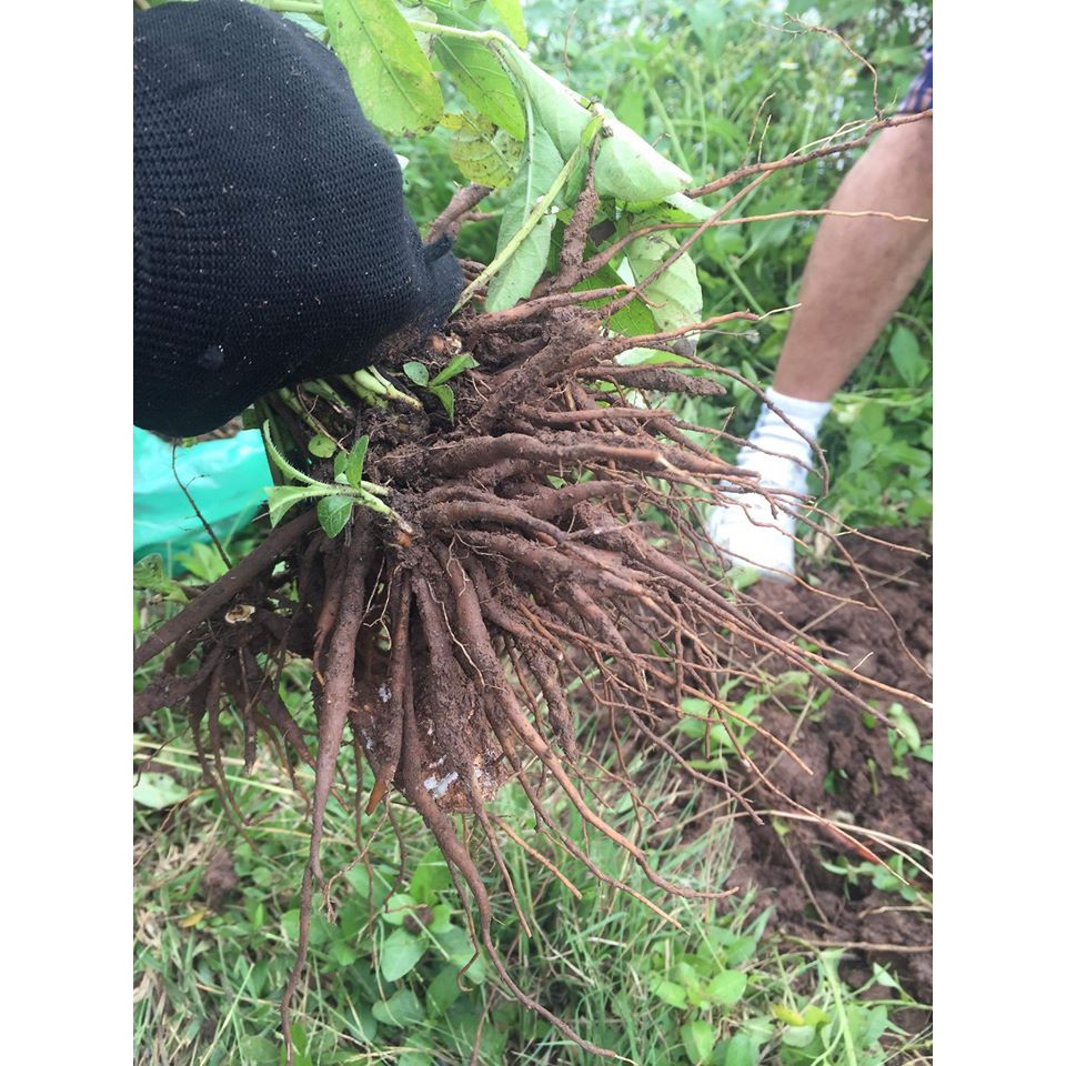 Sâm đất tanh tách