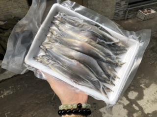 CÁ CHẠCH 1 NẮNG