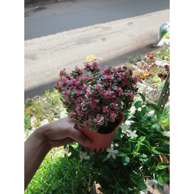 Cây đô la hồng giống mới