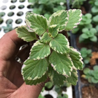 Sen Đá nhất mạt hương mới vĩ