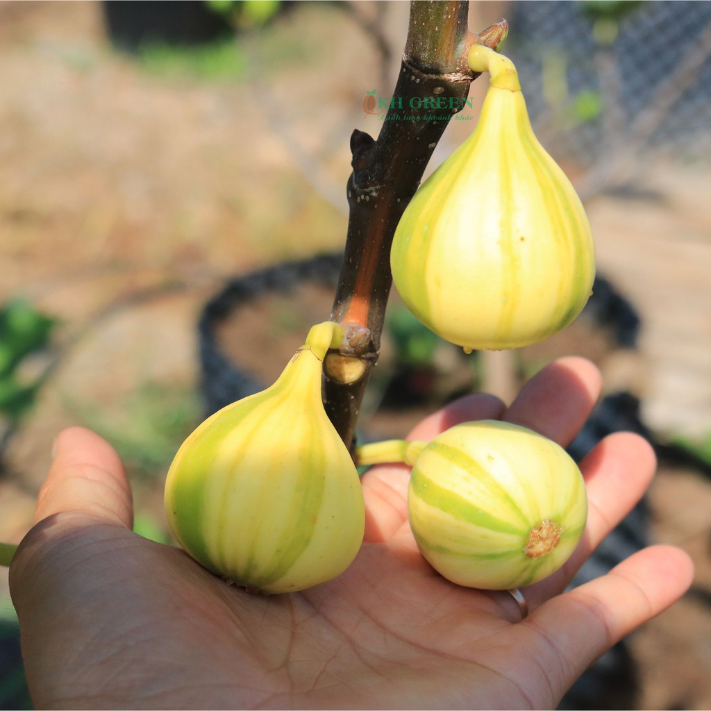 Cây giống sung Mỹ trái sọc cẩm thạch Panache Tiger