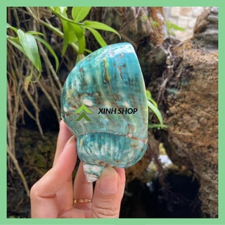 Vỏ ốc biển trang trí - Vỏ ốc xà cừ xanh - Dùng trang trí chụp hình, backround cho sản phẩm