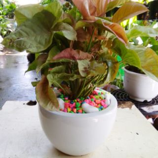 Caladium Hồng - Trầu Bà Lá Hồng