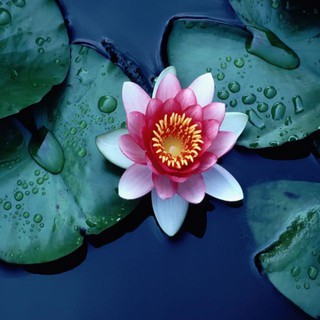 CỦ HOA SÚNG THÁI