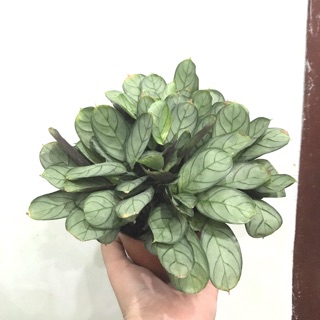 Đuôi công xanh lá kẻ