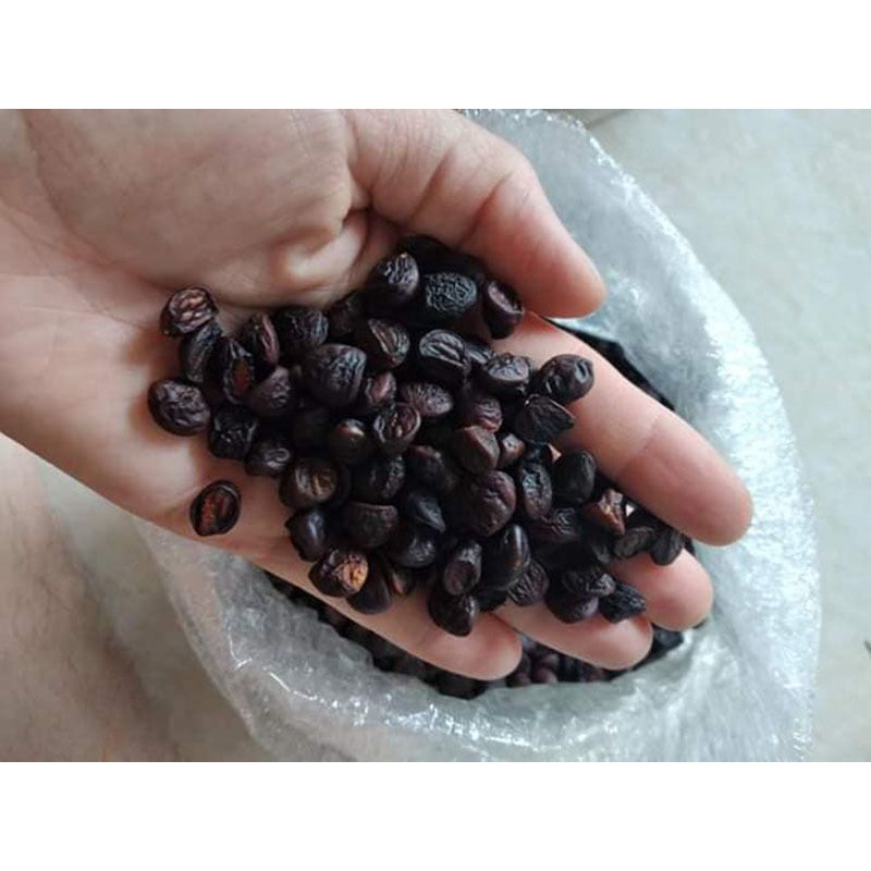 Cây giống hạt dổi mắc khén