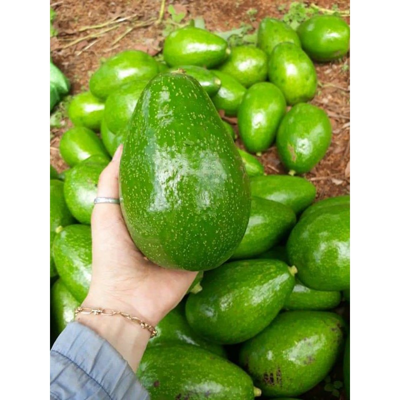 Bơ organic chuẩn sạch | BigBuy360 - bigbuy360.vn