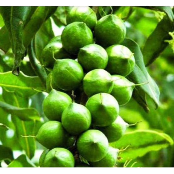 500g Hạt Macca Tây Nguyên Loaị 1 hạt dinh dưỡng giảm cân cho trẻ em và bà bầu kusn_store