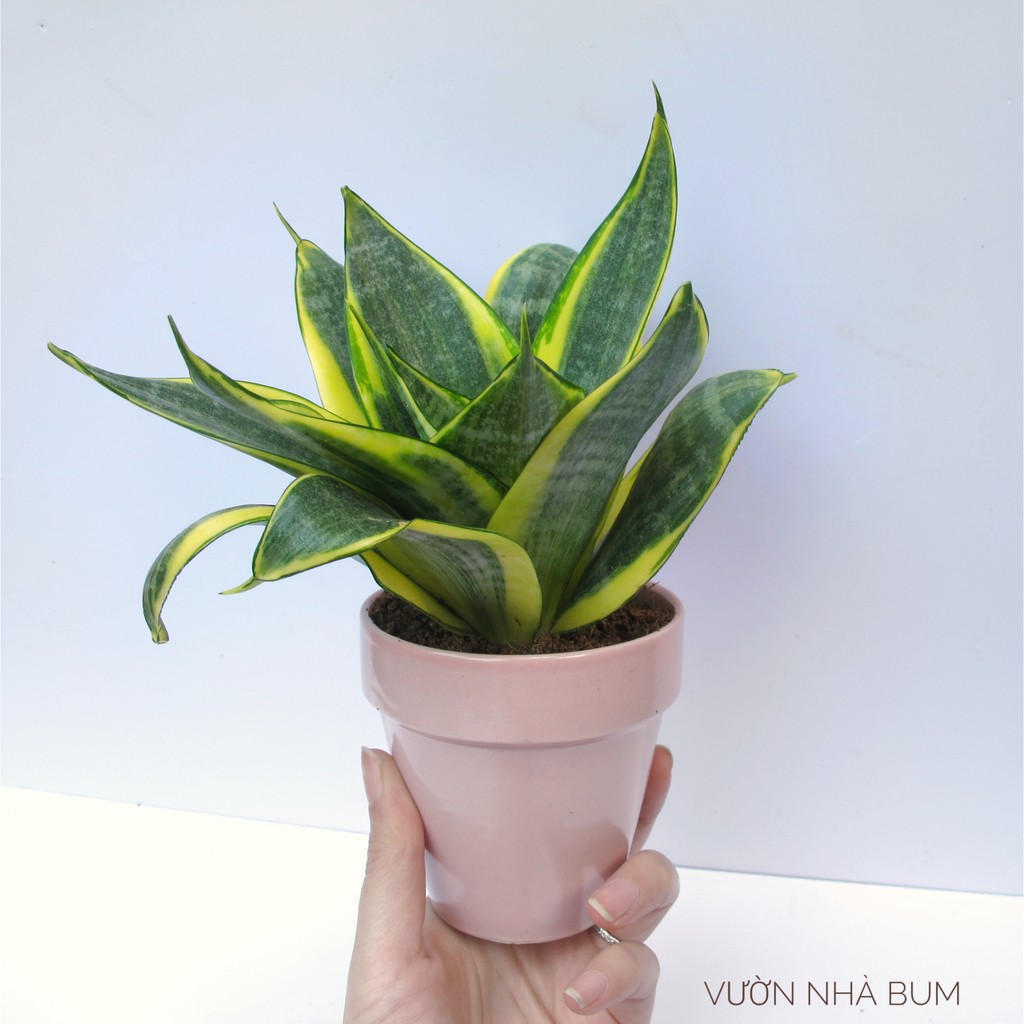 Chậu lưỡi hổ lùn Thái