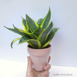 Chậu lưỡi hổ lùn Thái