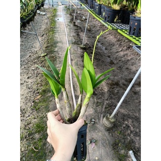 Lan Dendro Chớp sữa enobi (combo 2 cốc)