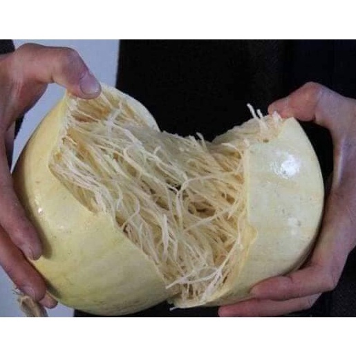 Hạt Giống Bí Sợi Mì Ý Spaghetti (A1.302| C38A*W44) tặng kèm gói thuốc kích hat nảy mầm