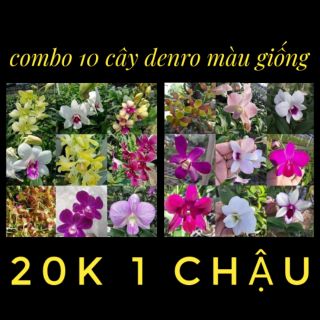 Combo 10 cây denro màu giống