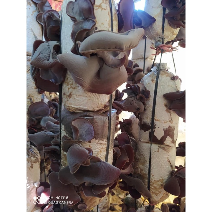 Phôi nấm mèo -