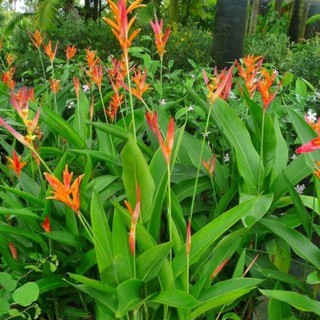 cây giống hoa chuối mỏ két