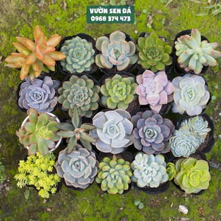 Combo 20 sen đá ngẫu nhiên 5-7cm